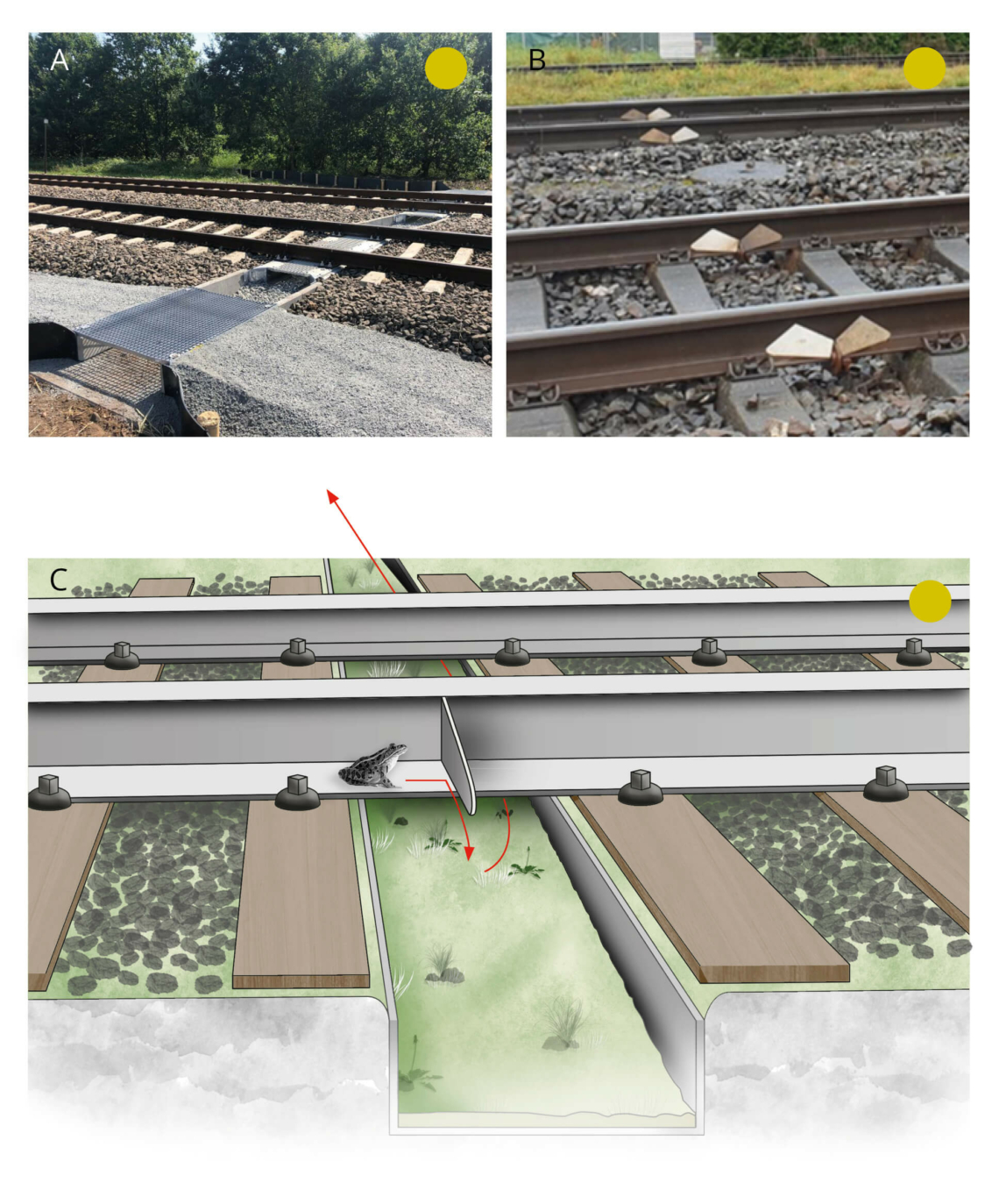 5.5.12. Amphibian passages - Biodiversity & infrastructure handbook